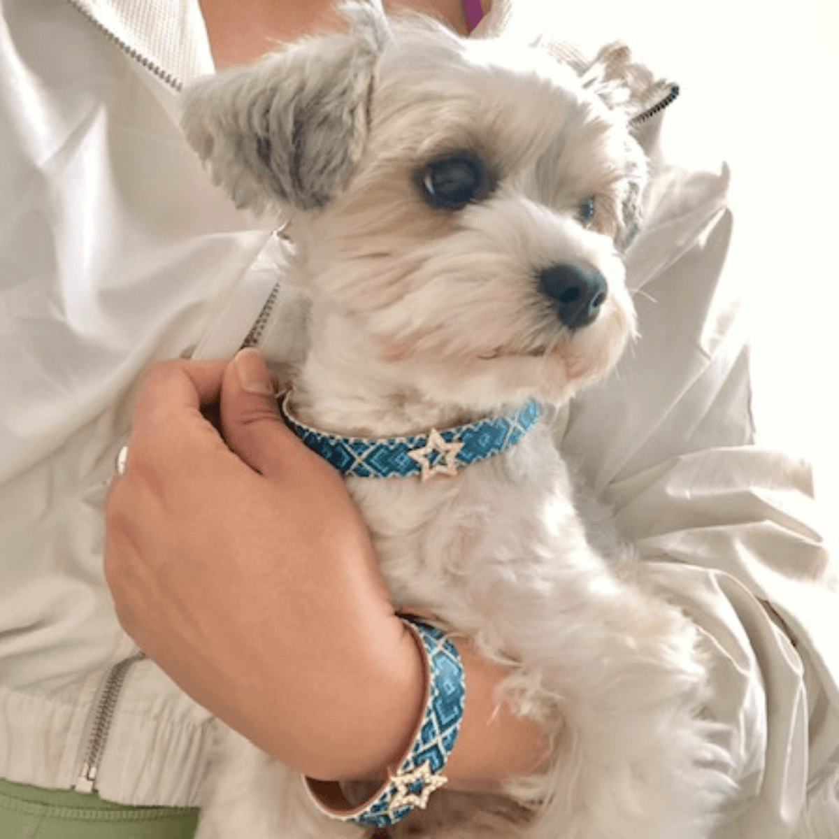 Best friend dog collar charm shop