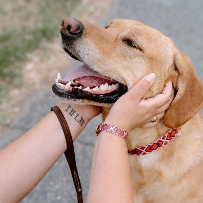 Dog collar hot sale best friend bracelet