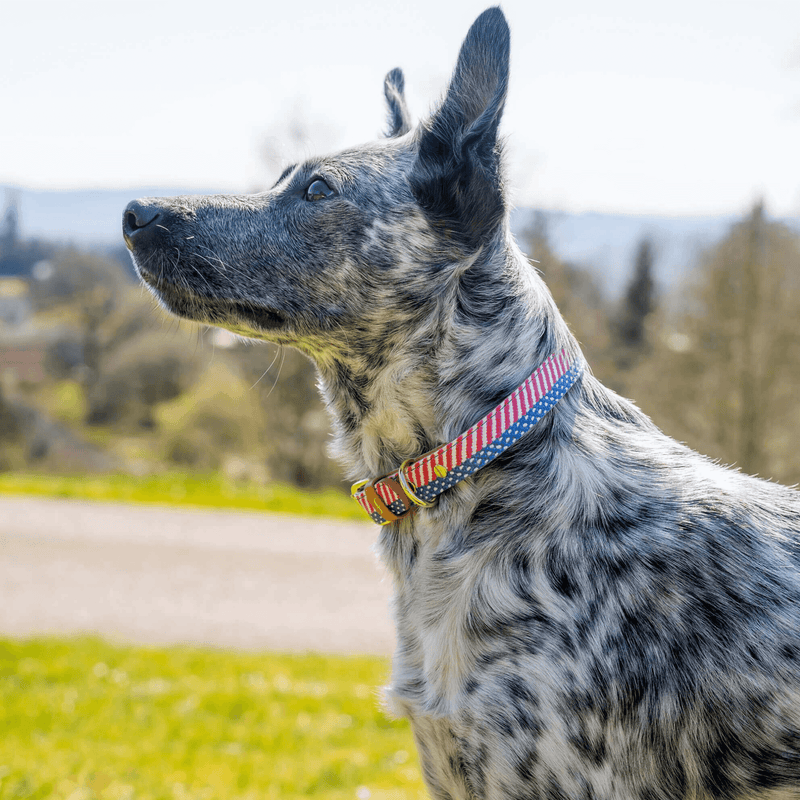 The Presidential Dog - Collar Only
