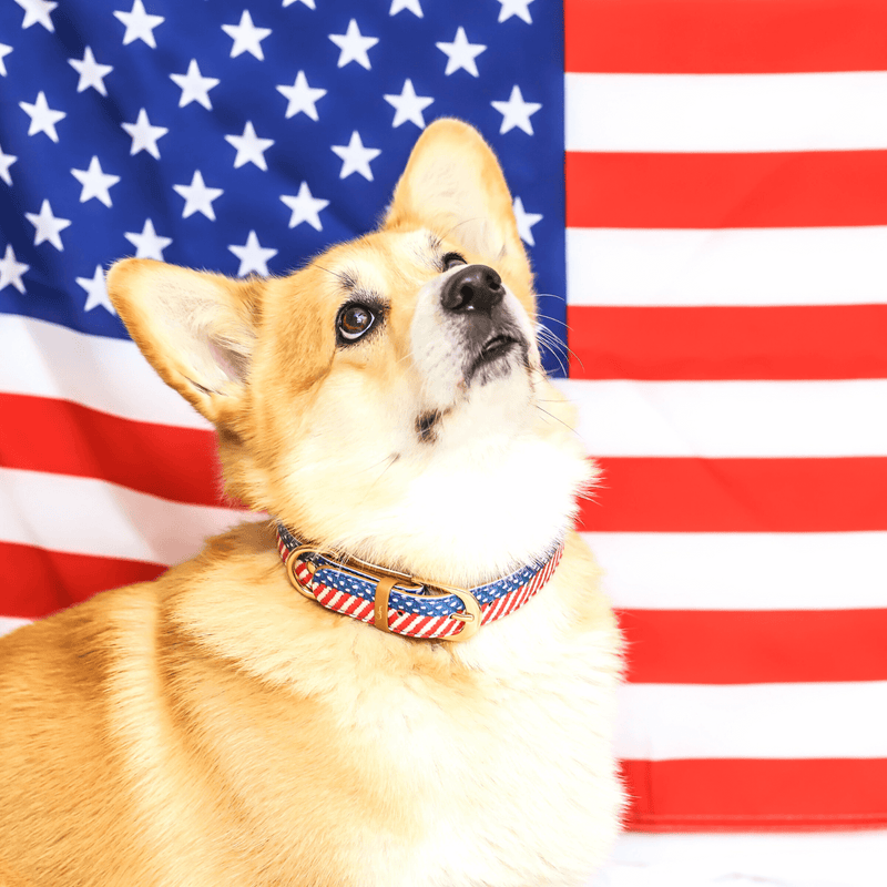 The Presidential Dog - Collar Only